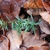 small seedling with flattened needles growing in leaf litter.