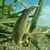 Horn shaped green seed pod