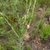 Seedpod, Stem & leaves in August in Buryat in Russia