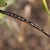Seed pod & seeds in Bastrop County, Texas