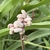 Seedpods in June in Beijing, China