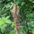 Seed pods in June in King County, Washington
