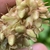 Seedpods in May in Jackson County, North Carolina