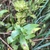 Seed pods in November in Beaufort County, South Carolina