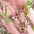 Seed pods in October in Quebec, Canada