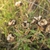 Seedpods in September in Rochester, Washington