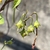 Seedpods in September in Forsyth County, Georgia