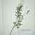 Seeds in May in Volyn, Ukraine