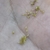 Seeds Closeup - November - Wake Co., NC