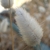 Seeds in October in Corse in France