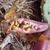 Seeds in October in Reynolds County, Missouri