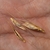 Seeds in September in British Columbia, Canada