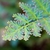 Selaginella kraussiana 'Gold Tip'