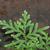 Selaginella braunii
