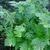 Selaginella braunii