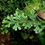 Selaginella kraussiana