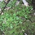 Selaginella kraussiana 'Aurea'