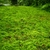 Selaginella kraussiana 'Aurea'