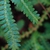 Selaginella uncinata