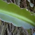 Selenicereus undatus