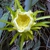 Selenicereus undatus