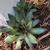 Sempervivum tectorum