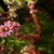 Sempervivum tectorum