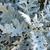 Senecio cineraria