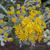 Senecio cineraria