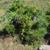 Senecio confusus