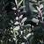 Senecio crassissimus