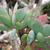 Senecio crassissimus