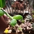 Close-up of banana-shaped succulent leaves.
