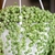 Cascading form in a hanging basket.