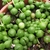 Round succulent leaves.