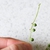 Curio rowleyanus