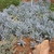 Form