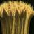 Senecio vulgaris L.