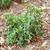 Senecio vulgaris L.