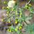 Senecio vulgaris L.