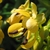 Clusters of yellow flowers and prominent stamens.