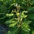 shrub with pinnate leaves and bean-like pods.