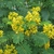 shrub with pinnate leaves and clusters of yellow flowers.