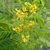 shrub with pinnate leaves and clusters of yellow flowers.