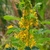 shrub with pinnate leaves and clusters of yellow flowers.