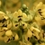 Yellow flowers with dark brown anthers.