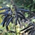 Shrub with clusters of dark brown bean pods.