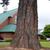 Bark