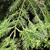 Sequoia sempervirens