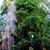 Sequoia sempervirens